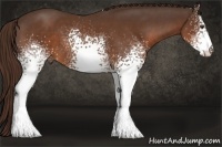 Horse Color:White Spotted Liver Chestnut 
