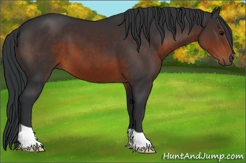 Horse Color:Brown 