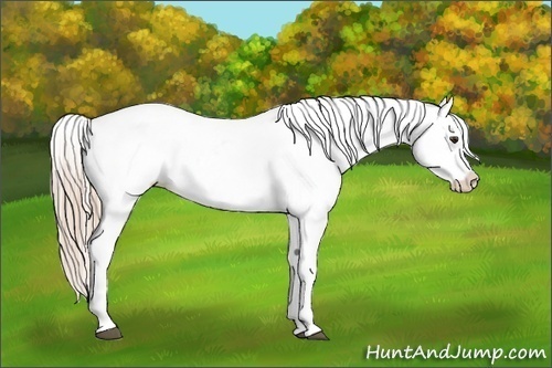 Horse Color:Palomino Near Leopard 
