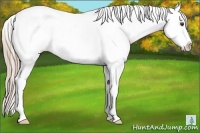 Horse Color:Palomino Roan Dun Splash Varnish