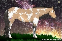 Horse Color:White Spotted Buckskin Roan 