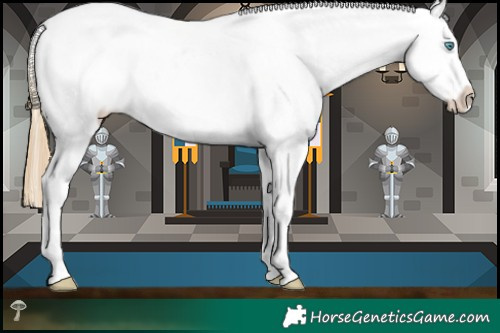 Horse Color:Buckskin Pearl Dun Sabino Appaloosa 