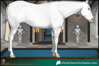 Horse Color:Buckskin Pearl Dun Sabino Appaloosa 