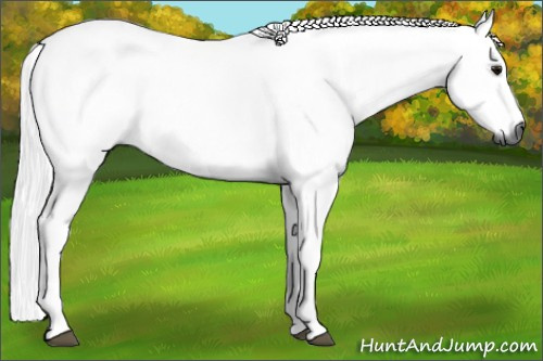 Horse Color:Gray Brown 