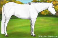 Horse Color:Gray Brown 