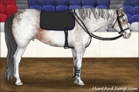 Horse Color:White Spotted Bay 