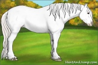 Horse Color:White Spotted Silver Bay Dun Frame Appaloosa