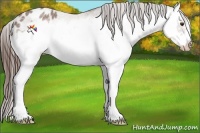Horse Color:Liver Red Roan Splash Frame Appaloosa Rabicano
