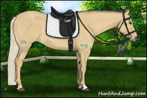 Horse Color:Palomino Dun Rabicano