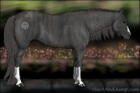 Horse Color:Black  Brindle