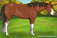 Horse Color:Bay Splash Frame 