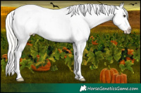 Horse Color:Silver Bay Sabino Appaloosa Rabicano