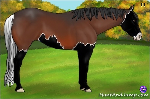 Horse Color:Bay Splash 