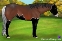 Horse Color:Bay Splash 