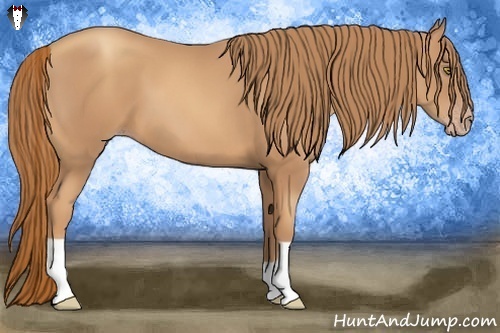 Horse Color:Gold Champagne 
