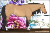 Horse Color:Bay Dun Rabicano 