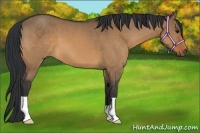 Horse Color:Bay Dun