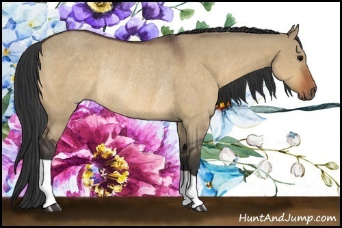 Horse Color:Bay Dun Rabicano 