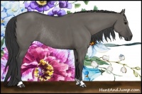 Horse Color:Grullo Rabicano 