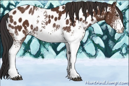 Horse Color:White Spotted Bay Appaloosa