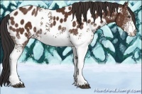 Horse Color:White Spotted Bay Near Leopard