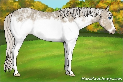 Horse Color:White Spotted Silver Smoky Grullo Ice Sabino Frame Rabicano