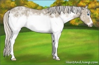 Horse Color:White Spotted Silver Smoky Grullo Ice Sabino Frame Rabicano