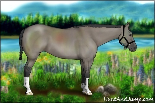 Horse Color:Grullo 
