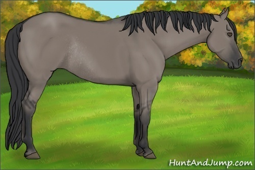 Horse Color:Grullo Rabicano 