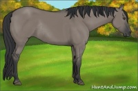 Horse Color:Grullo Rabicano 