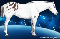 Horse Color:Bay Sabino Snowflake Varnish Rabicano