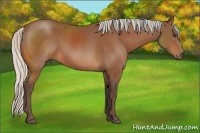 Horse Color:Silver Bay Frame