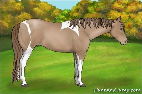 Horse Color:Black Pearl Tobiano 