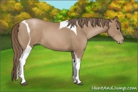 Horse Color:Black Pearl Tobiano 