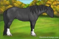 Horse Color:Blue Roan 
