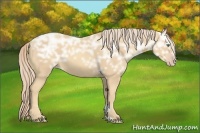 Horse Color:Gold Cream Champagne Ice Sabino