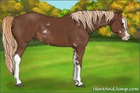 Horse Color:Chestnut Sabino Splash 