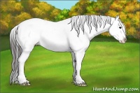 Horse Color:White Spotted Black Splash Appaloosa 