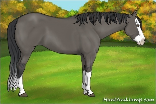 Horse Color:Unknown 