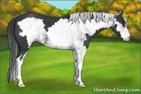 Horse Color:White Spotted Black Frame 