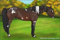 Horse Color:White Spotted Bay Sabino 
