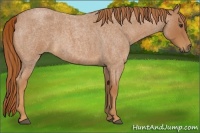 Horse Color:Red Roan