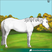 Horse Color:Liver Chestnut Appaloosa 