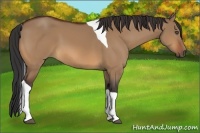 Horse Color:Bay Dun Tobiano 