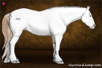 Horse Color:Amber Champagne Splash Frame Appaloosa 