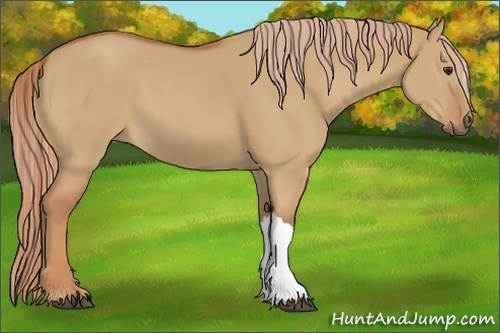 Horse Color:Red Dun