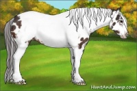 Horse Color:Bay Tobiano Frame Appaloosa Rabicano