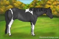Horse Color:Black Tobiano Rabicano 