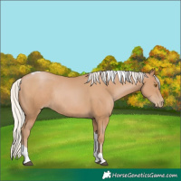 Horse Color:Silver Black Pearl Tobiano Rabicano 