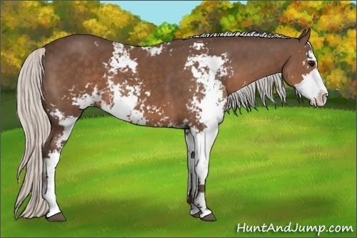 Horse Color:Silver Black Sabino 